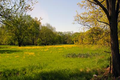 Millstone River Meadow